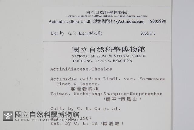 硬齒獼猴桃藏品圖，第2張