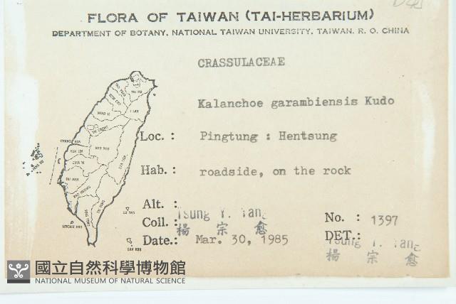 鵝鑾鼻燈籠草藏品圖，第2張