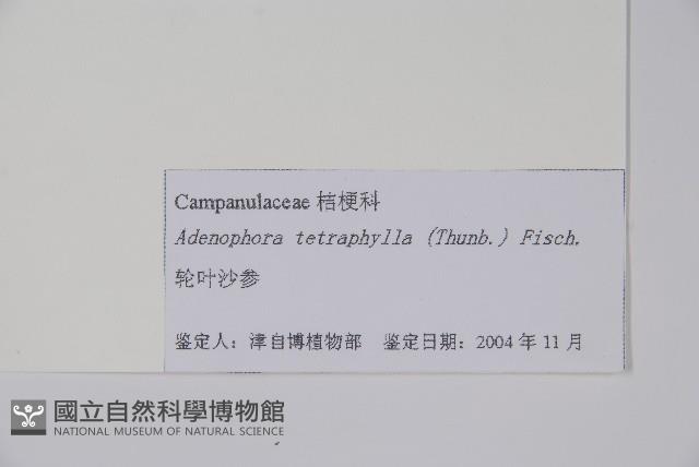 輪葉沙參藏品圖，第2張