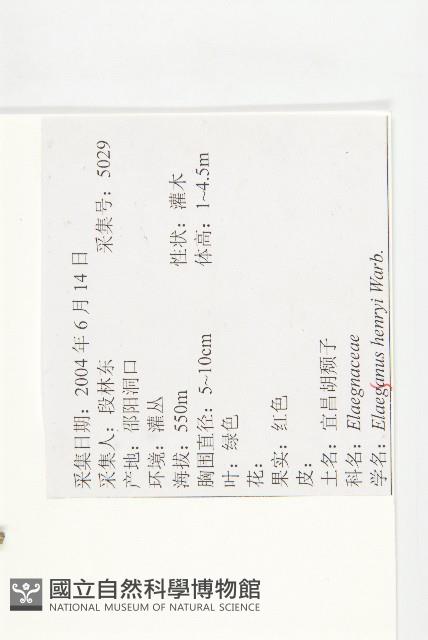 宜昌胡頹子藏品圖，第2張