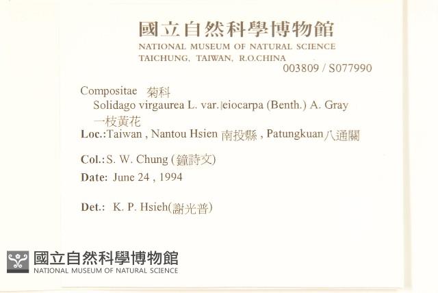 一枝黃花藏品圖，第2張