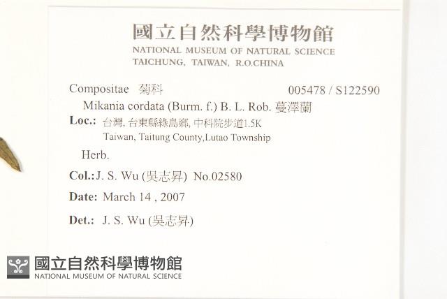 蔓澤蘭藏品圖，第2張