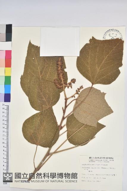 野桐藏品圖，第1張