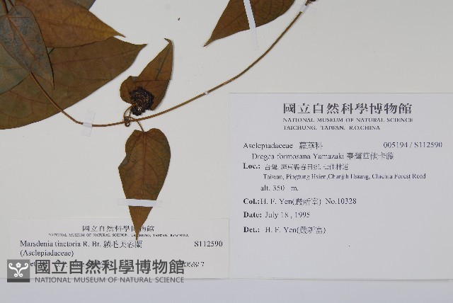 絨毛芙蓉蘭藏品圖，第2張