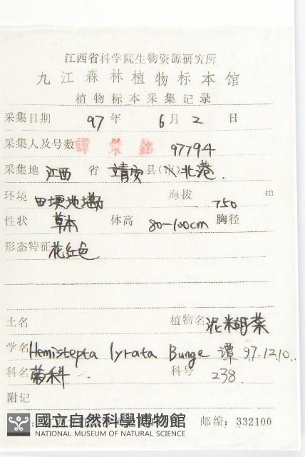 泥胡菜藏品圖，第2張