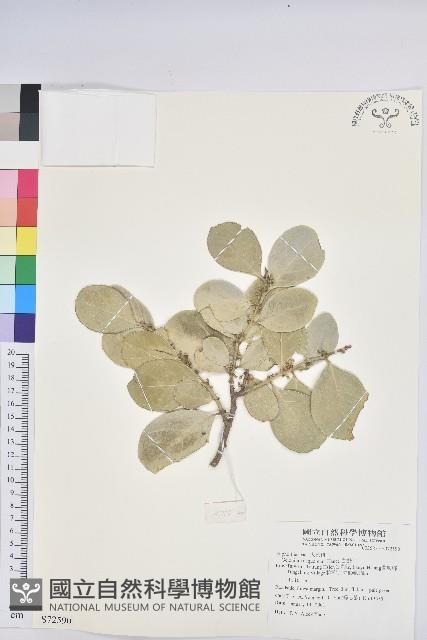 白樹仔藏品圖，第1張