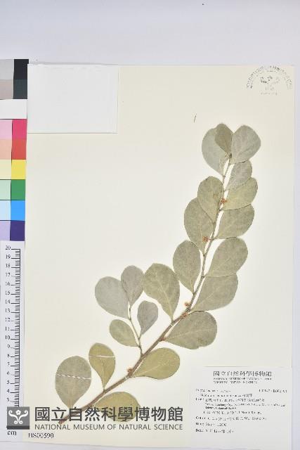 尖葉槭藏品圖，第1張