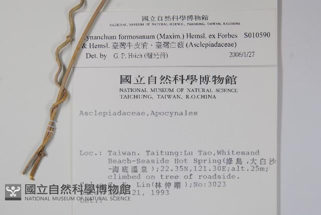 臺灣牛皮消、臺灣白薇藏品圖，第2張