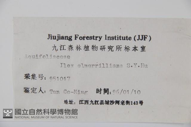 厚葉冬青藏品圖，第2張