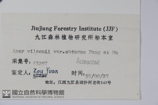 鈍角三峽槭藏品圖，第2張