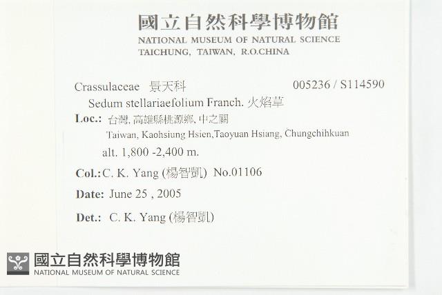 火焰草藏品圖，第2張