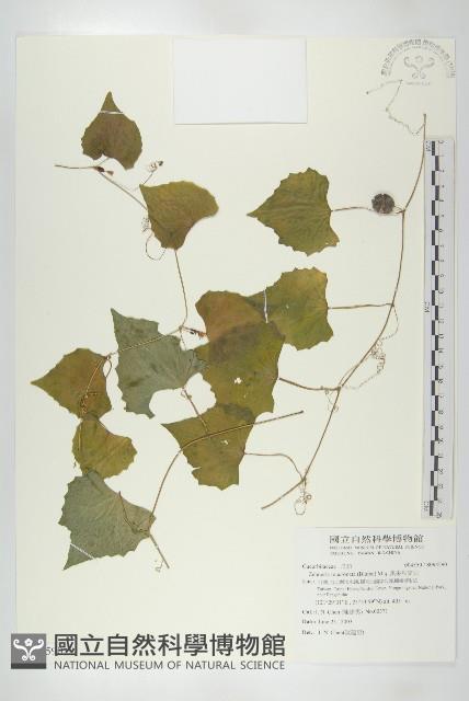 黑果馬交兒藏品圖，第1張