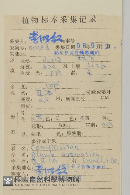 薄葉艾納香藏品圖，第2張