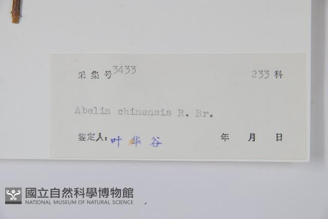 Abelia Collection Image, Figure 2, Total 2 Figures