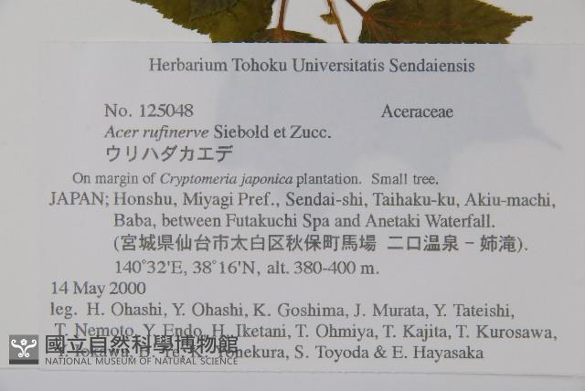 褐脈槭藏品圖，第2張