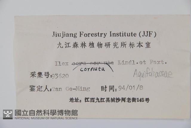 枸骨藏品圖，第2張