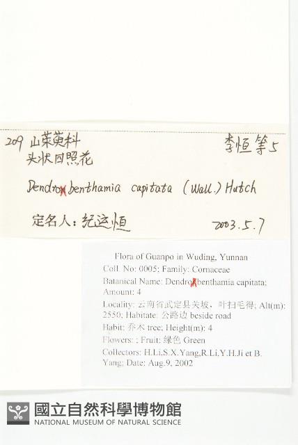 頭狀四照花藏品圖，第2張