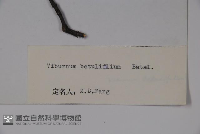 樺葉莢迷、玉山莢迷藏品圖，第2張