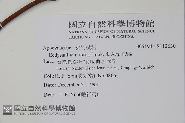 酸藤藏品圖，第2張