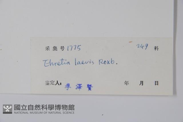 毛萼厚殼樹藏品圖，第2張