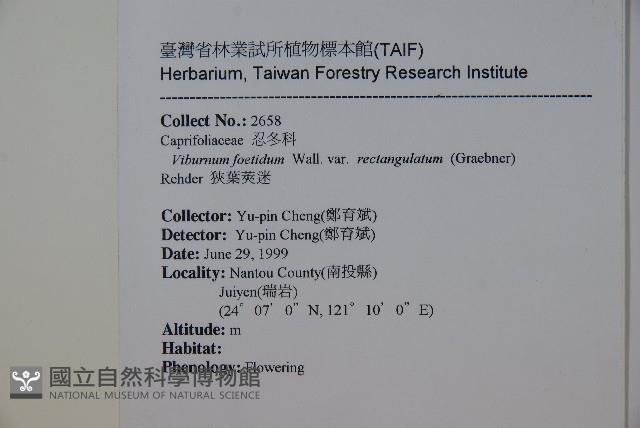 狹葉莢迷藏品圖，第2張