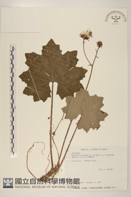 Accession Number:S030630 Collection Image, Figure 1, Total 2 Figures