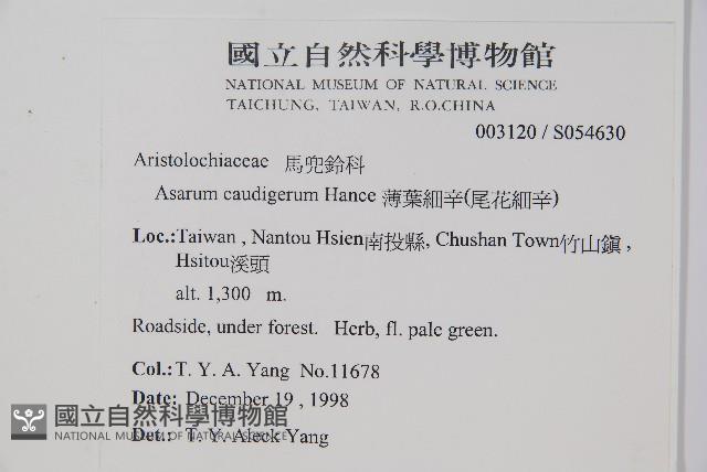 薄葉細辛、尾花細辛藏品圖，第2張