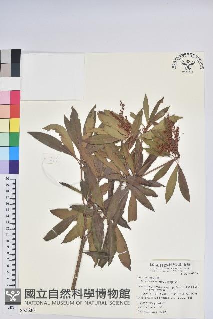 臺灣馬醉木藏品圖，第1張