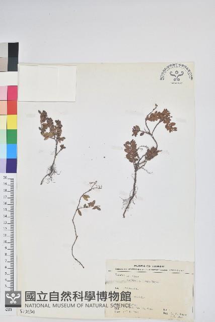 高山白珠樹藏品圖，第1張