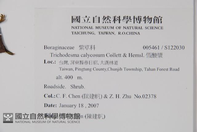 假酸漿藏品圖，第2張