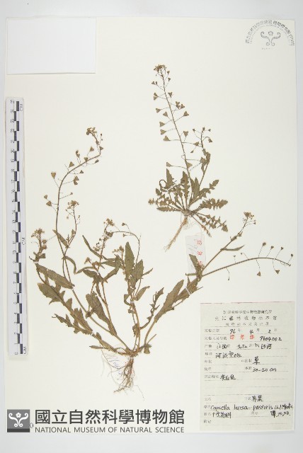 薺藏品圖，第1張