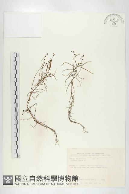 長葉茅膏菜藏品圖，第1張