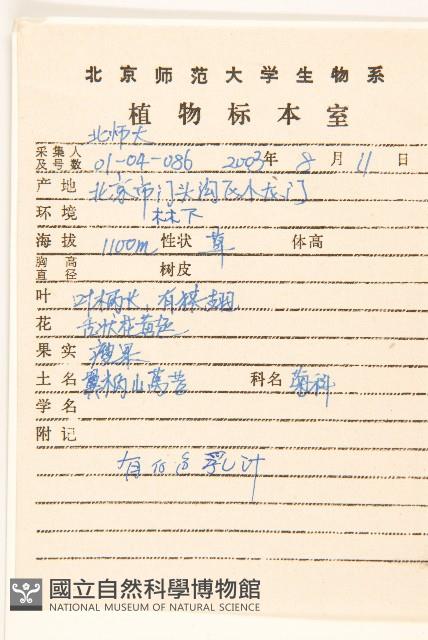 鵝仔草藏品圖，第2張