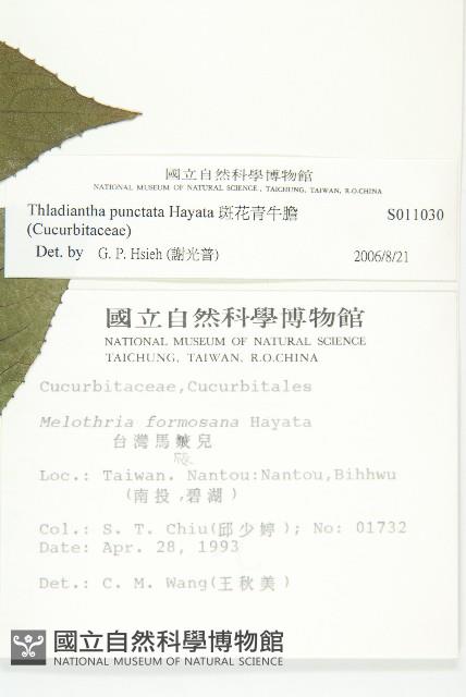 斑花青牛膽藏品圖，第2張