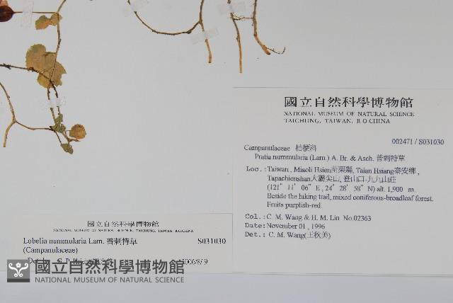 普刺特草藏品圖，第2張