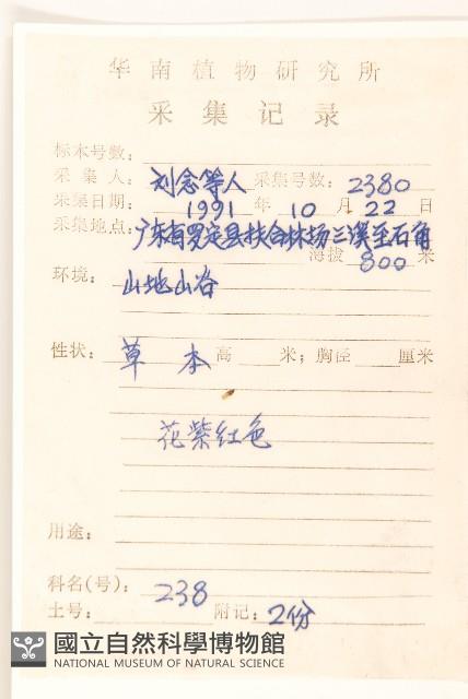 糙葉斑鳩菊藏品圖，第2張