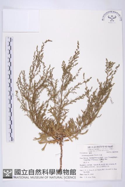 牡蒿藏品圖，第4張