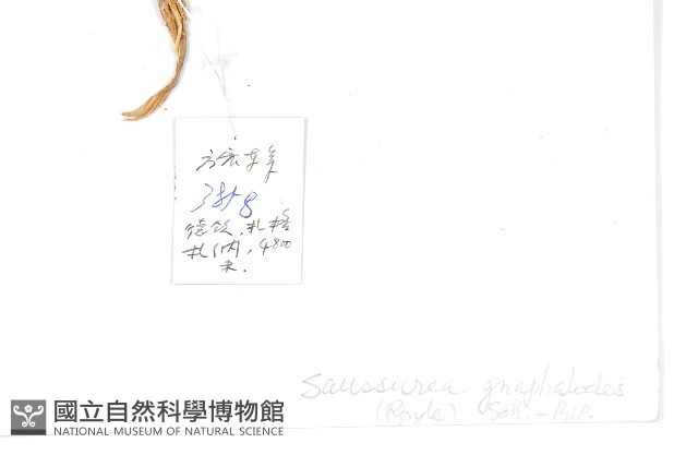 鼠麴風毛菊藏品圖，第2張