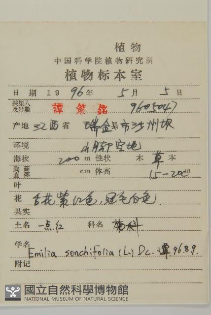 紫背草藏品圖，第2張