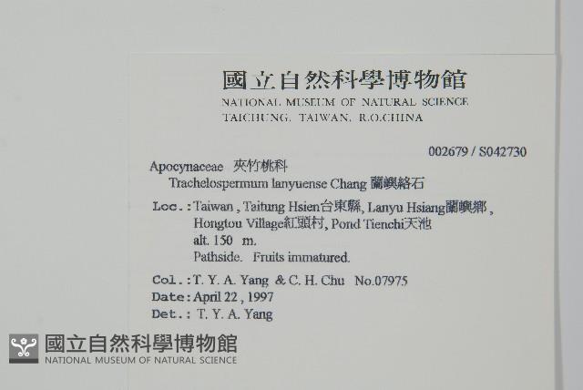 蘭嶼絡石藏品圖，第2張