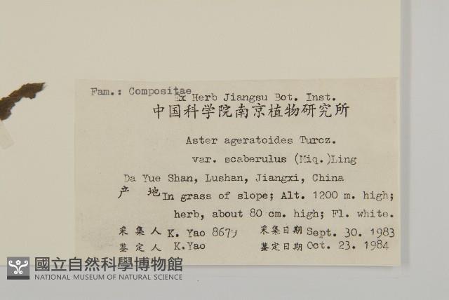 微糙三脈紫菀藏品圖，第2張