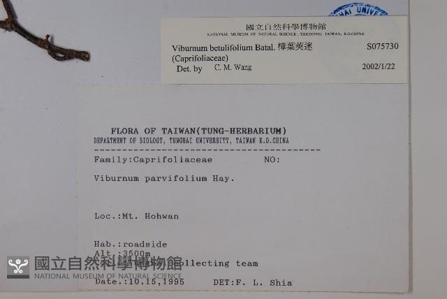 樺葉莢迷、玉山莢迷藏品圖，第2張