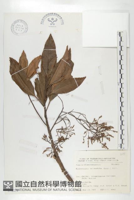 杜英、山杜英、蘭嶼杜英藏品圖，第1張