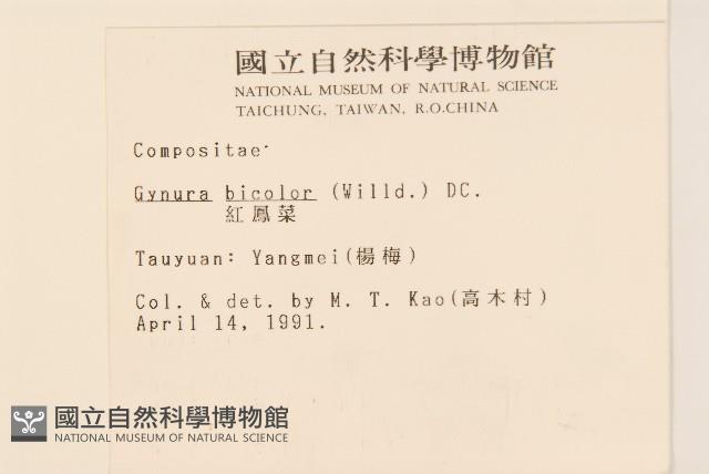 紅鳳菜藏品圖，第2張