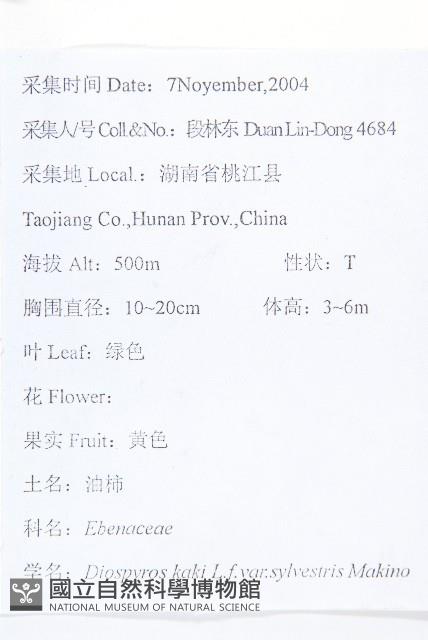 油柿藏品圖，第2張