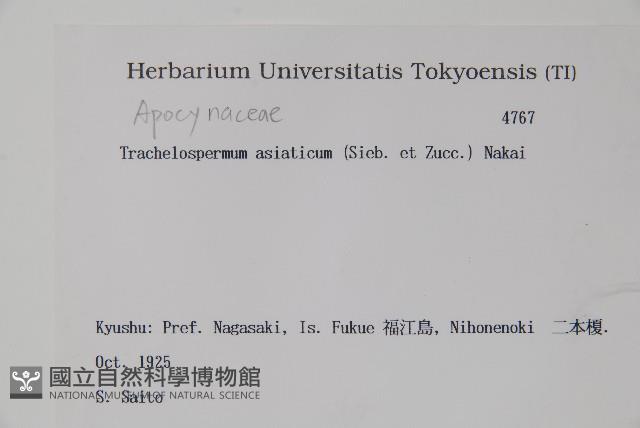 亞洲絡石藏品圖，第2張