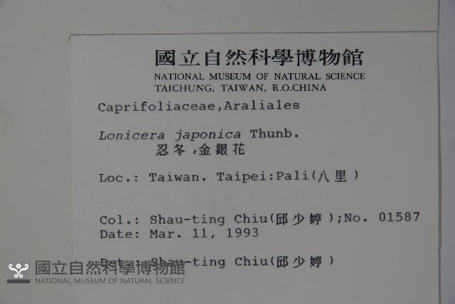 忍冬、金銀花藏品圖，第2張