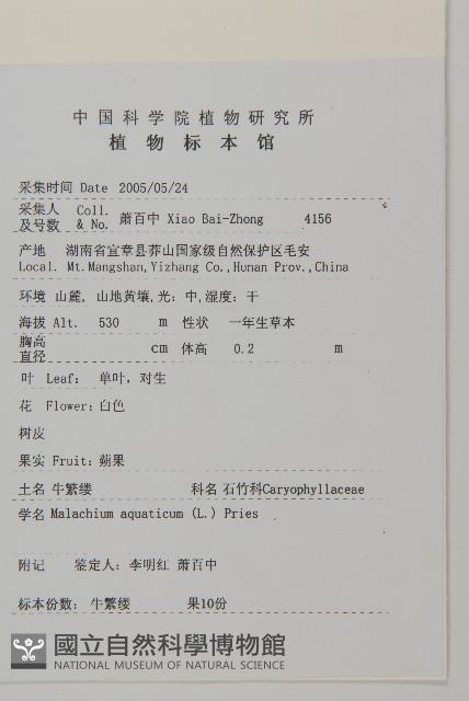 牛繁縷藏品圖，第2張