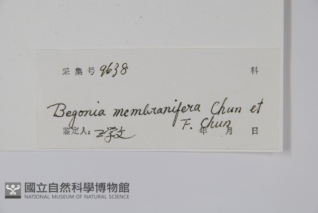 天葵海棠藏品圖，第2張