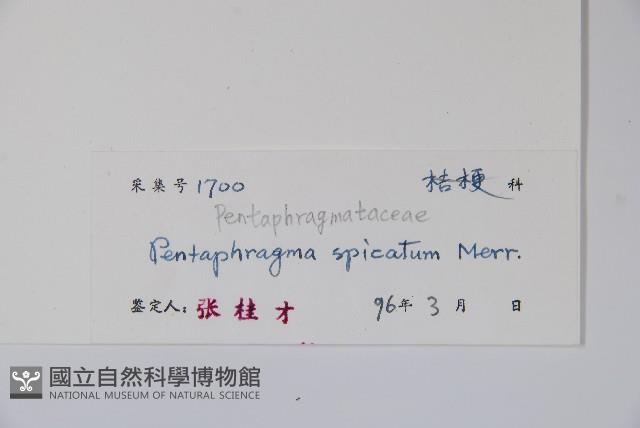 真序五膜草藏品圖，第2張